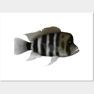 Humphead Cichlid Posters and Art